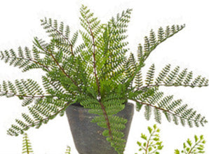 Potted Fern