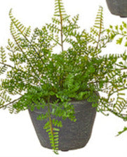 Potted Fern