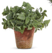 Soft Touch Potted Herbs Basil