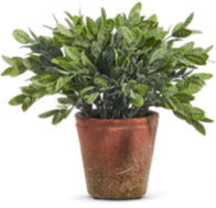 Soft Touch Potted Herbs Oregeno
