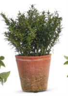 Soft Touch Potted Herbs Rosemary