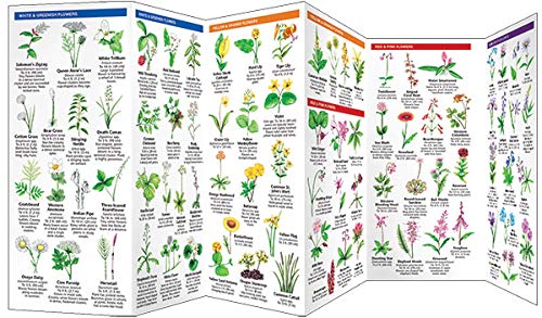 Oregon Trees & Wildflowers: A Folding Pocket Guide to Familiar Plants