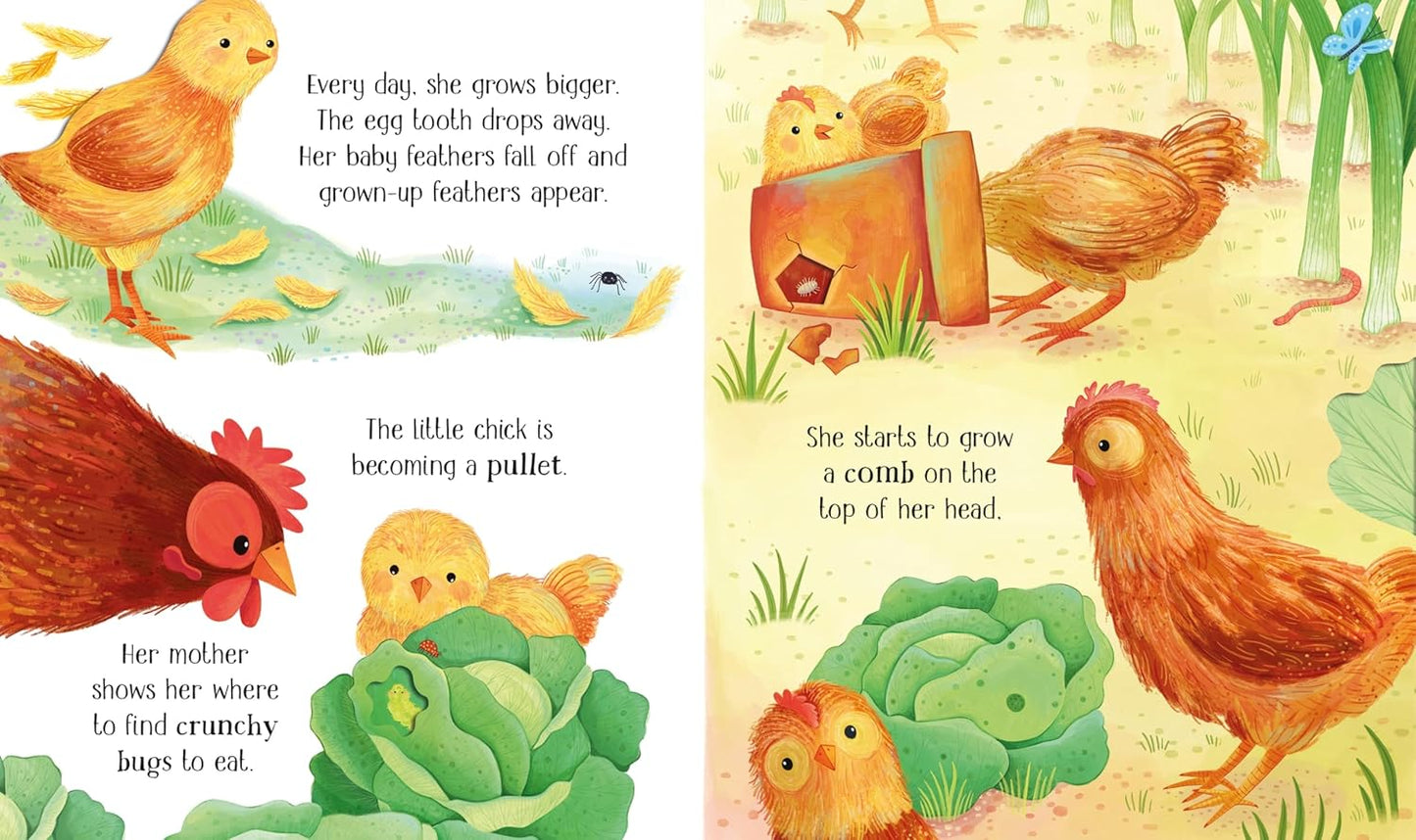 One Little Chick Board Book