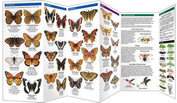 Pacific Northwest Butterflies & Pollinators: A Folding Pocket Guide to Familiar Species
