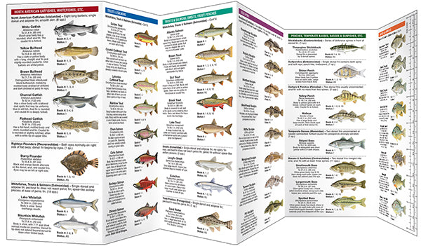 Oregon Freshwater Fishes: A Folding Guide to Native and Introduced Species