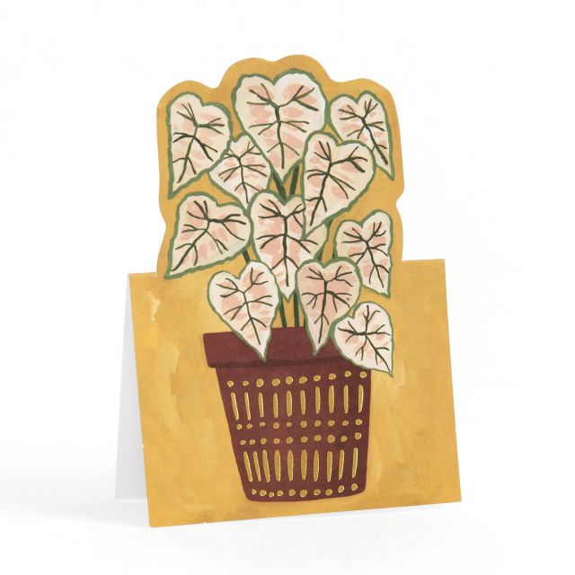 Potted Plants Pop-Up Greeting Card Box Set