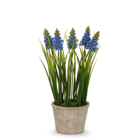 Potted Blue Grape Hyacinth