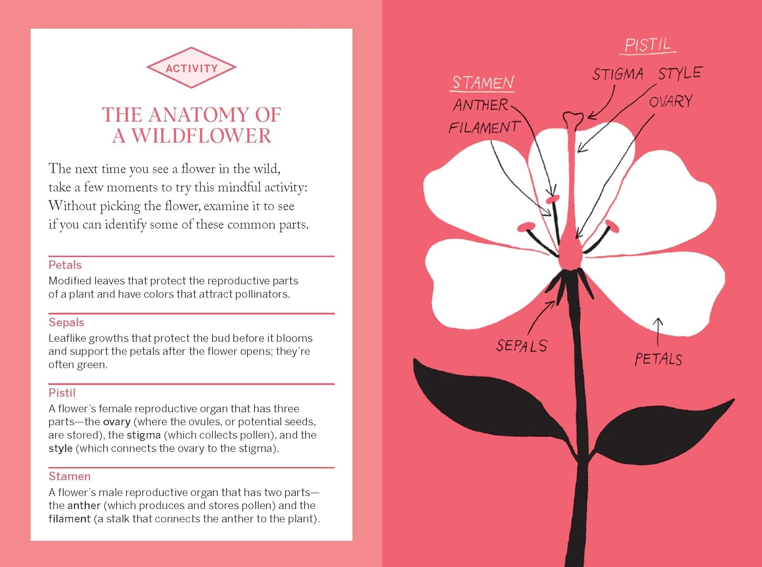 Pocket Nature: Flower Finding: Delight in the Splendor of Wild Blooms