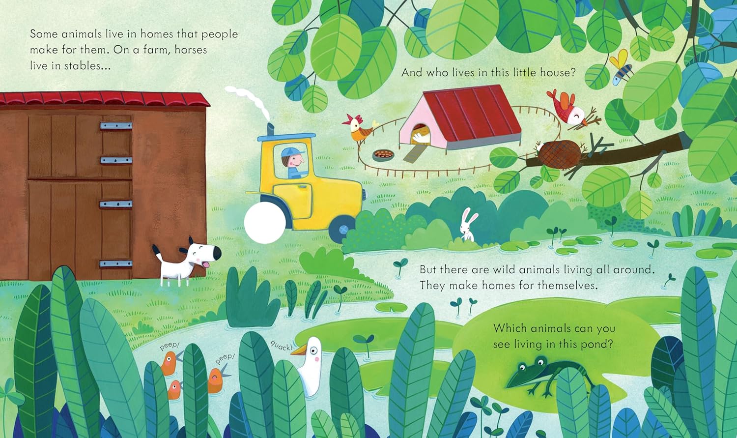 Peek Inside Animal Homes: A Lift-the-Flap Book