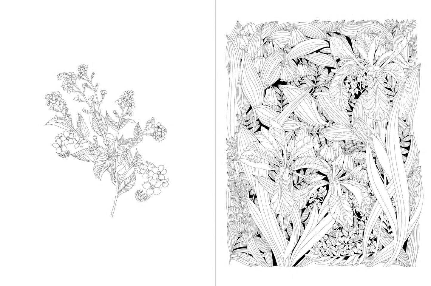 A Walk in the Woods: An Intricate Coloring Book