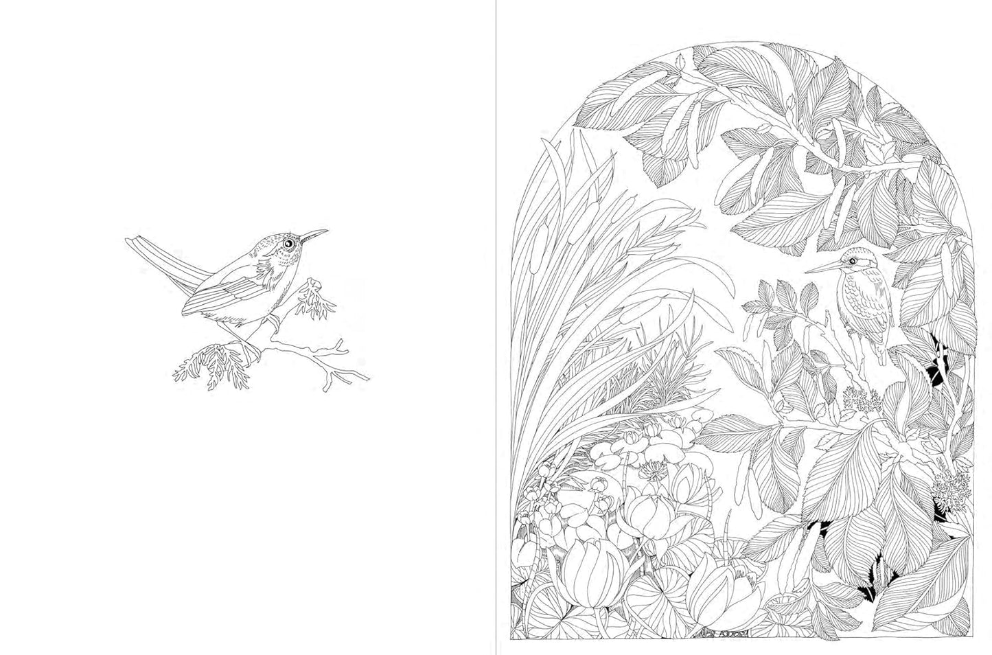 A Walk in the Woods: An Intricate Coloring Book