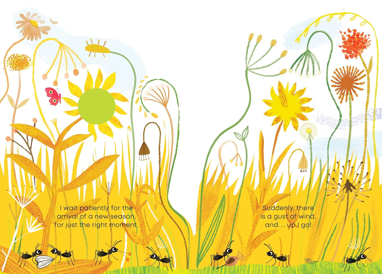 Little Seed By Hector Dexet