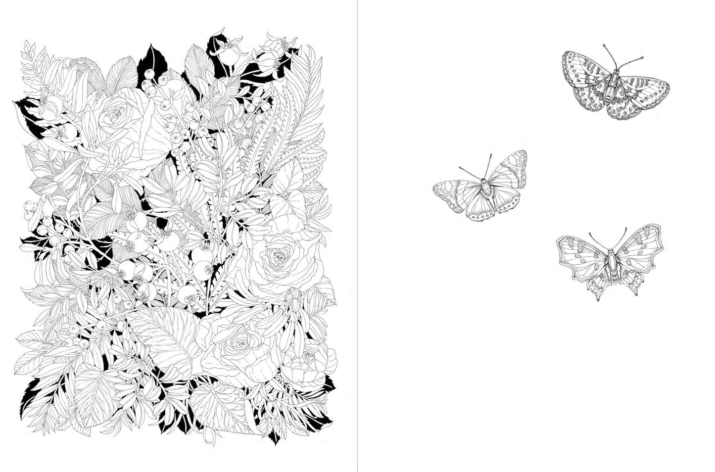 A Walk in the Woods: An Intricate Coloring Book