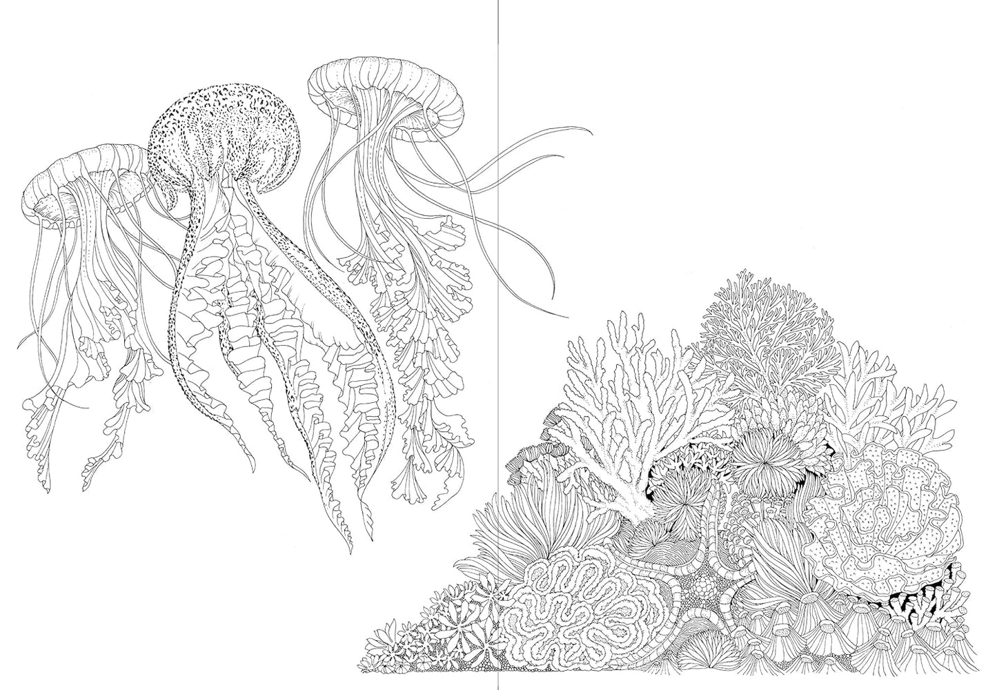 Leila Duly’s Beautiful Planet: An Intricate Coloring Book