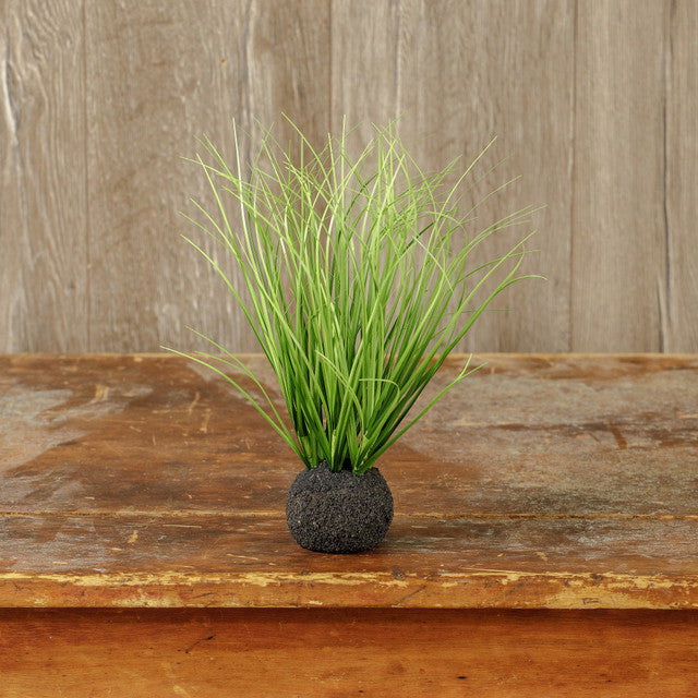 Wild Onion Grass Bulb