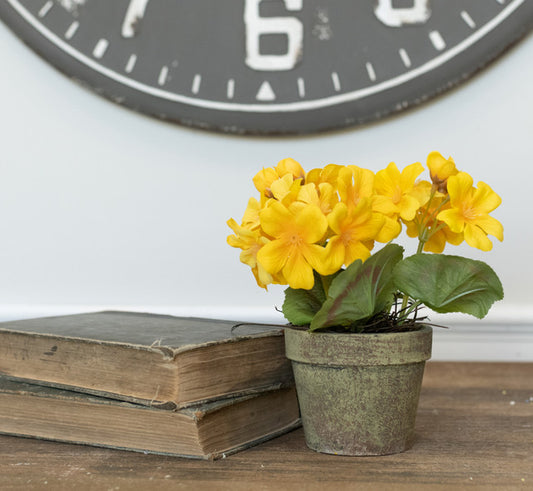 Yellow Potted Geranium