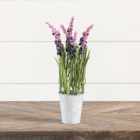 Potted Purple Lavender