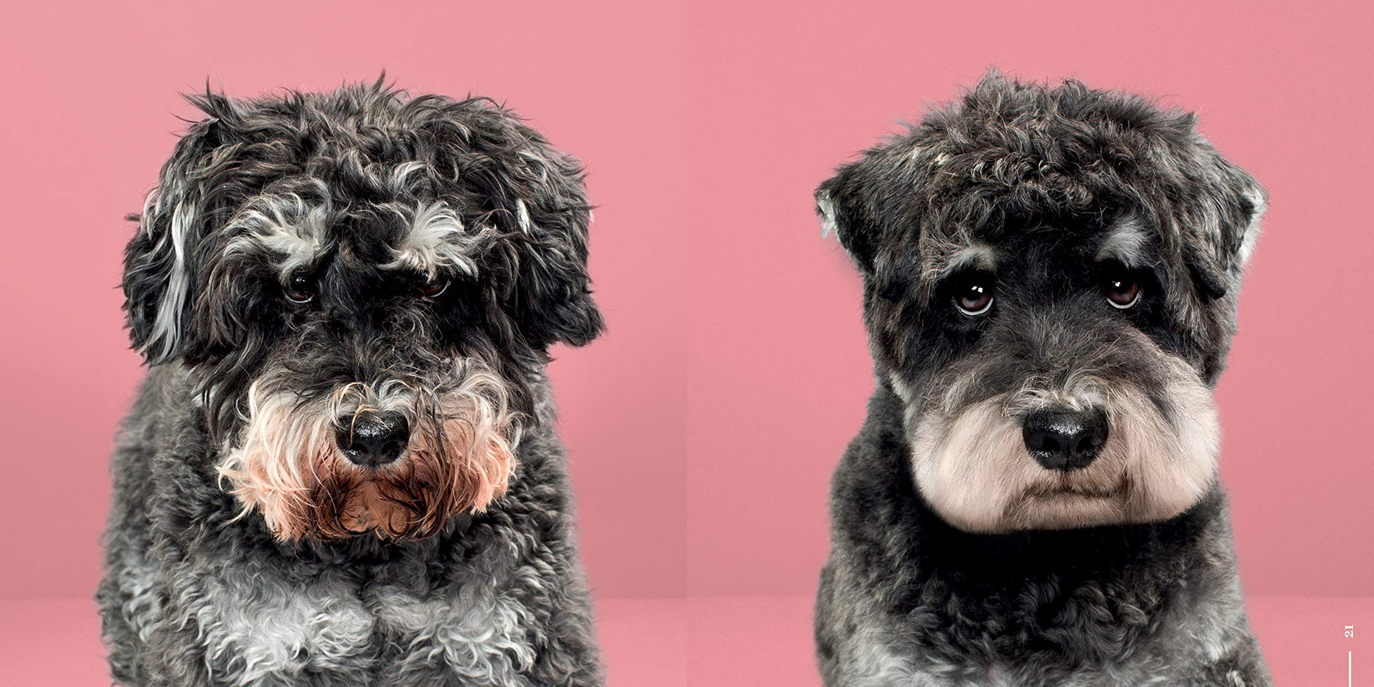 Puppy Styled: Japanese Dog Grooming: Before & After