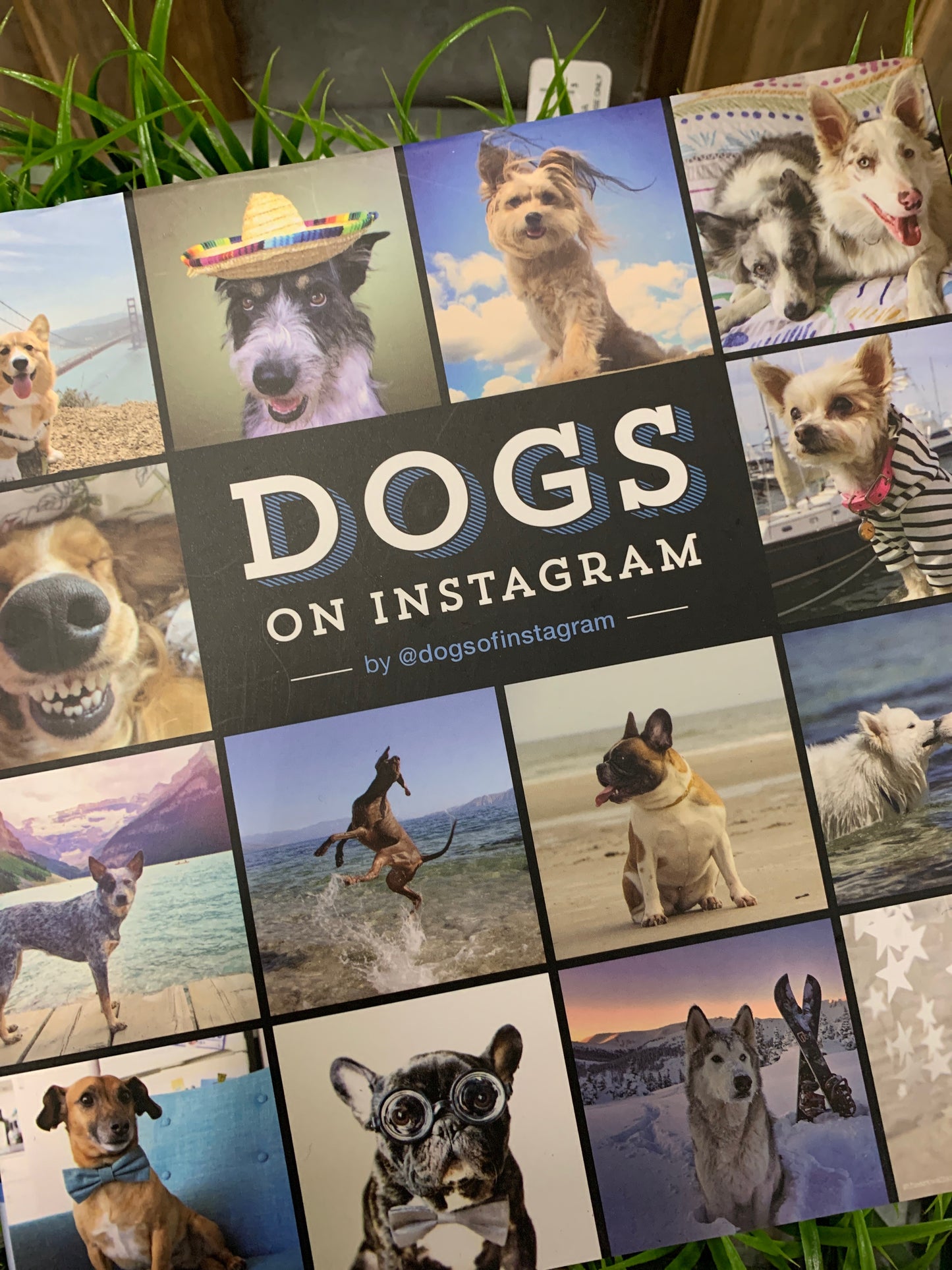 Dog lovers are a passionate bunch, and Instagram is the perfect platform for expressing their devotion. The curators behind @dogsofinstagram channel this passion perfectly in this delightful book, a must-have collection featuring over 400 of the best crowdsourced dog photographs from their wildly popular feed. For dog lovers by dog lovers, this eclectic compilation celebrates the full spectrum of things to love about our four-legged friends.